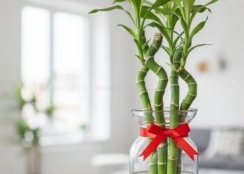 Bambu Hoki: Mitos Keberuntungan, Ringankan Stres