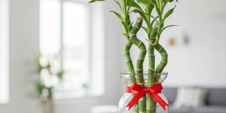 Bambu Hoki: Mitos Keberuntungan, Ringankan Stres - Utama