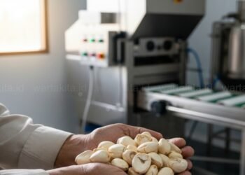 Harga Kopra Sulawesi Bergerak Liar: Petani Kelapa Terjepit, Hilirisasi Jadi Harapan