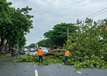 Makassar Siaga Pohon Tumbang: DLH Aktifkan Posko dan Layanan Darurat Antisipasi Cuaca Ekstrem