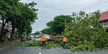 Makassar Siaga Pohon Tumbang: DLH Aktifkan Posko dan Layanan Darurat Antisipasi Cuaca Ekstrem - Utama