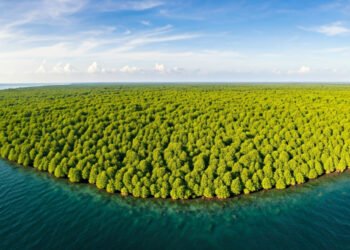 Indonesia Ungkap Luas Mangrove 3,4 Juta Hektare Berdasarkan Peta Nasional 2025