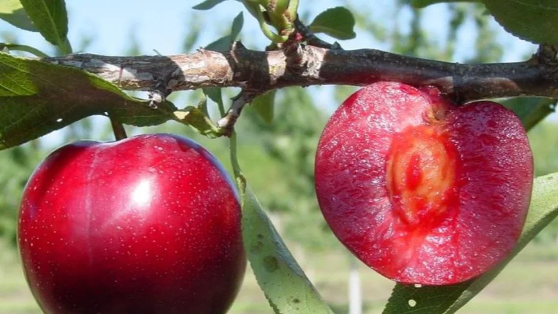 Komunitas Pewarta Warga - image 31