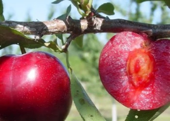 Komunitas Pewarta Warga - Featured