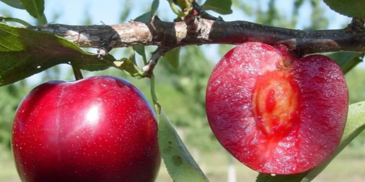 Manfaat Masker Buah Plum untuk Wajah: Rahasia Kulit Sehat & Glowing Alami! Manfaat Masker Buah Plum untuk Wajah: Rahasia Kulit Sehat & Glowing Alami! - Featured