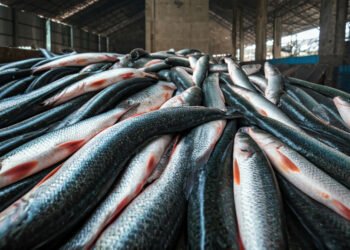 Waspada Konsumsi Ikan Sapu-Sapu: 6,9 Ton Ditangkap Serentak di Jakarta