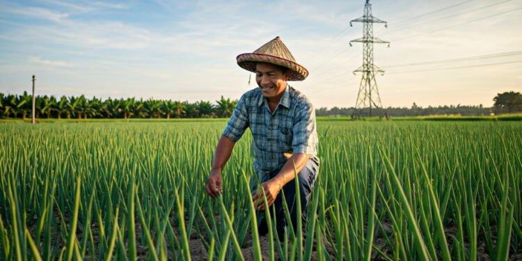 Listrik PLN di Bone: Produktivitas Bawang Naik Dua Kali Lipat, Biaya Operasional Tertekan 74% - Featured