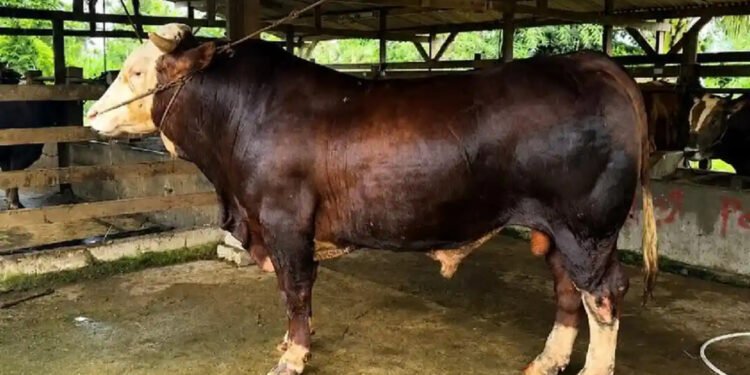 Idul Adha di Makassar: Walikota Saksikan Pemotongan Sapi Kurban Presiden Prabowo Idul Adha di Makassar: Walikota Saksikan Pemotongan Sapi Kurban Presiden Prabowo - Featured