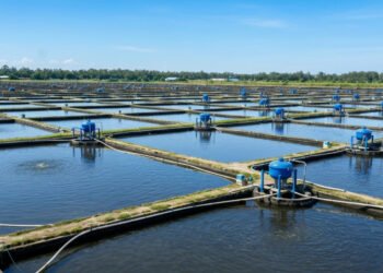 Udang Indonesia Berpotensi Juara Dunia: Teknologi dan Tata Kelola Kunci Sukses