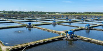 Udang Indonesia Berpotensi Juara Dunia: Teknologi dan Tata Kelola Kunci Sukses