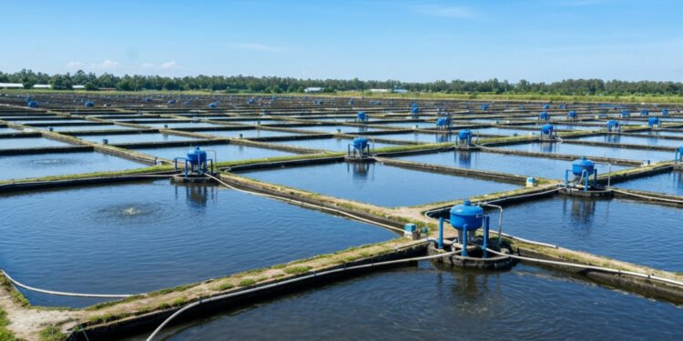 Udang Indonesia Berpotensi Juara Dunia: Teknologi dan Tata Kelola Kunci Sukses Udang Indonesia Berpotensi Juara Dunia: Teknologi dan Tata Kelola Kunci Sukses - Featured