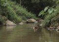 Gambar fotorealistik seorang pria yang ditemukan meninggal dunia, mengapung di tepi sungai pedesaan di Kulon Progo, dengan tangan masih memegang erat pancing.