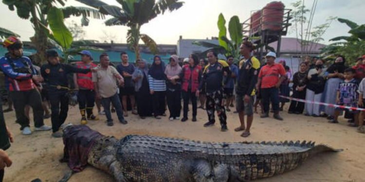 Warga Sangatta Diserang Buaya 4,4 Meter: Polisi Keluarkan Imbauan Keras Warga Sangatta Diserang Buaya 4,4 Meter: Polisi Keluarkan Imbauan Keras - Featured
