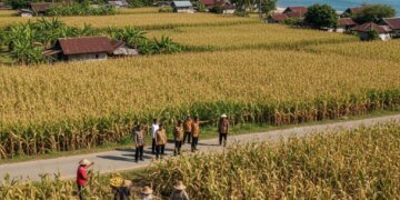 Pemerintah Dorong Produksi Jagung Nasional, Sasar Desa Pesisir dan Terpencil
