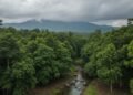 Sebidang hutan hijau pekat dengan daun-daun berbagai warna hijau bergerak lembut oleh angin. Di latar belakang, pegunungan kabut menandakan awan yang mendekat. Langit berawan tebal dengan warna abu-ab