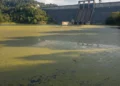 Danau Mawang di Sulsel dengan permukaan air yang terhimpit oleh alga, menciptakan hiasan hijau yang menyebar. Di latar belakang, bangunan dam yang megah menonjol dengan dinding beton dan pintu penampu