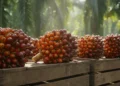Foto makro tumpukan tandan buah kelapa sawit berwarna merah-oranye segar di atas keranjang kayu alami dengan latar belakang hutan tropis yang buram.